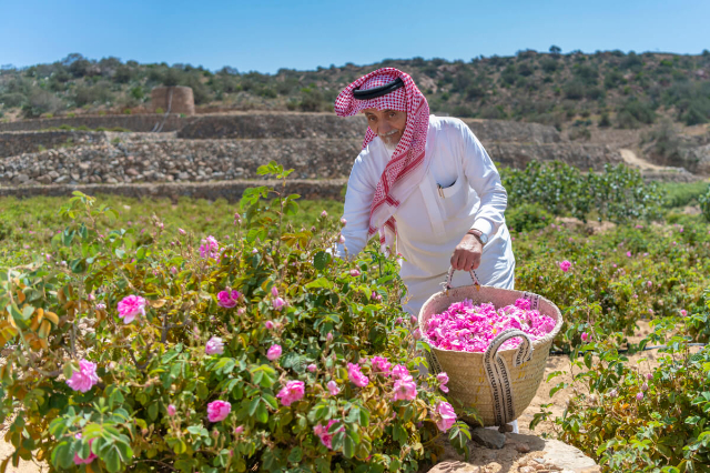 Die Rosenfelder von Taif - Taif | Secret World Trip Planner