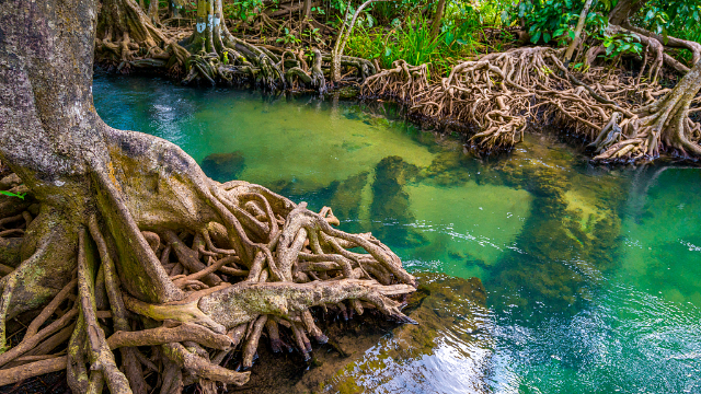 Rezervația de mangrove Isla Corazon - Bahia de Caraquez | Secret World Trip Planner
