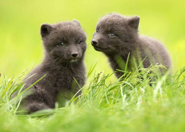 Arctic Foxes - Ísafjörður | Secret World Trip Planner