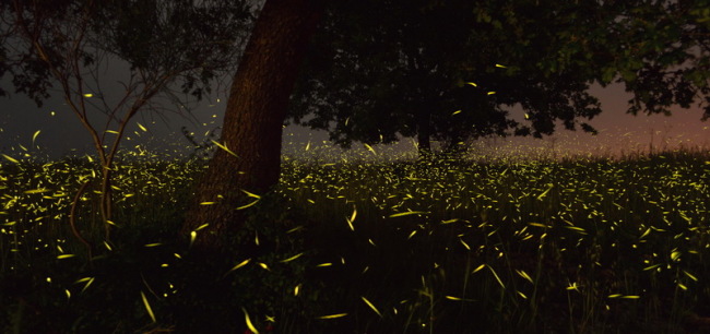 The magic of fireflies