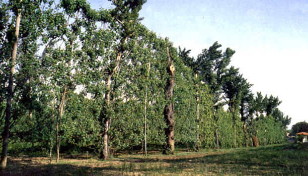 아스프리니오 디 아베르사 - Aversa | Secret World Trip Planner