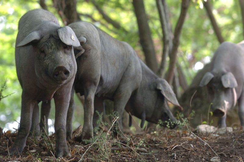 Caserta black pig na tinatawag na pelatello - Caserta | Secret World Trip Planner