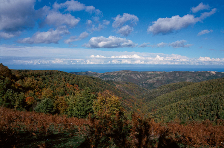 Forêt d'Umbra