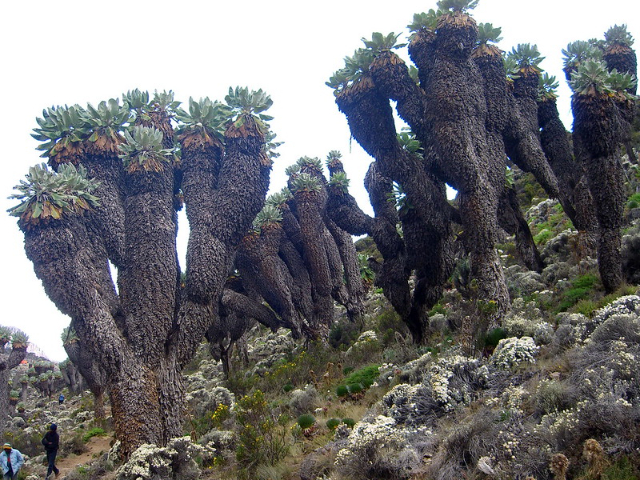 Los gigantes del Kilimanjaro - Mount Kenya National Park | Secret World Trip Planner