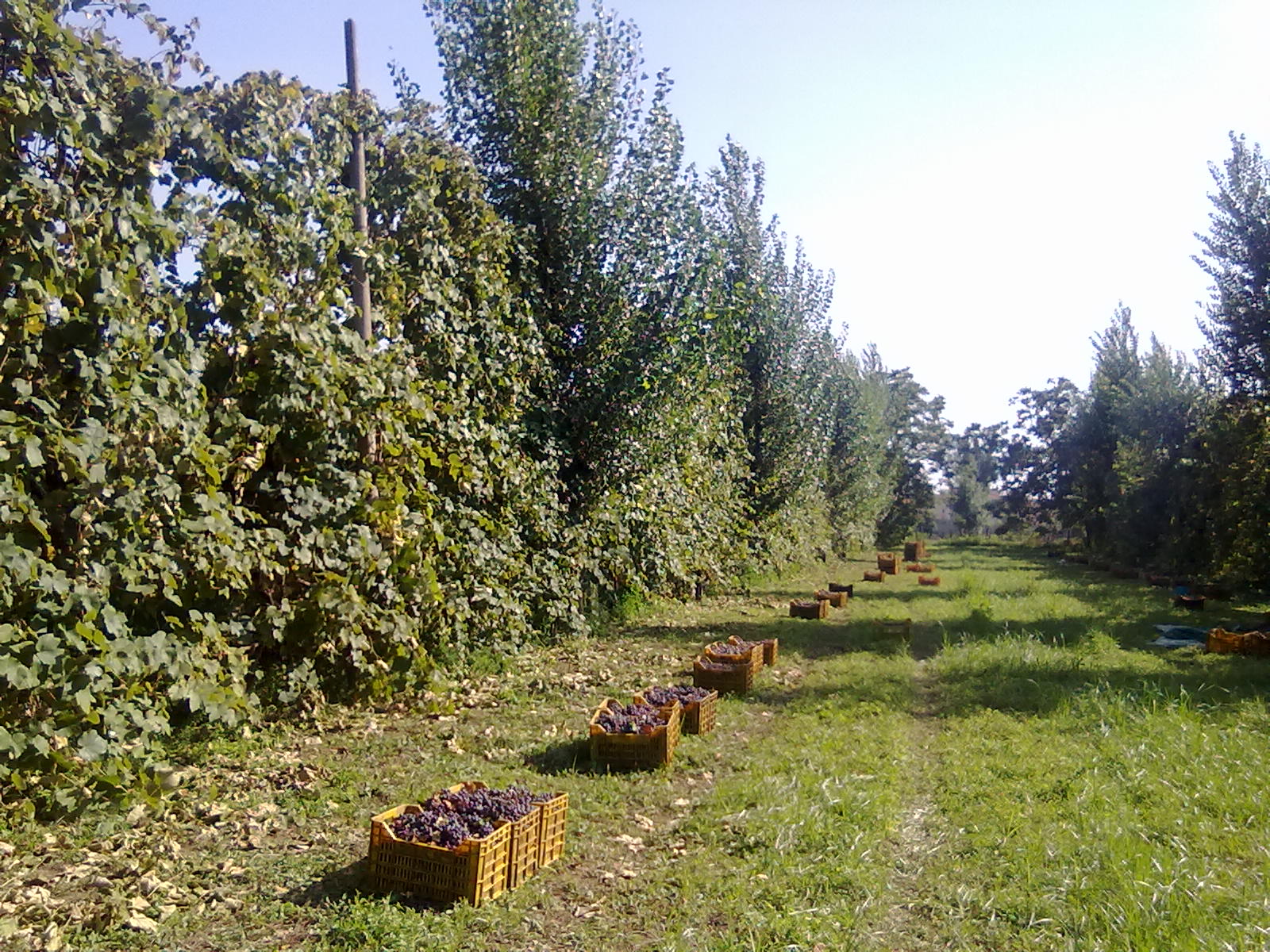 اسبرينيوس من افيرسا - Aversa | Secret World Trip Planner