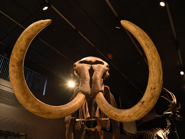 Zoologisk museum, Zürichs universitet - Zürich | Secret World Trip Planner