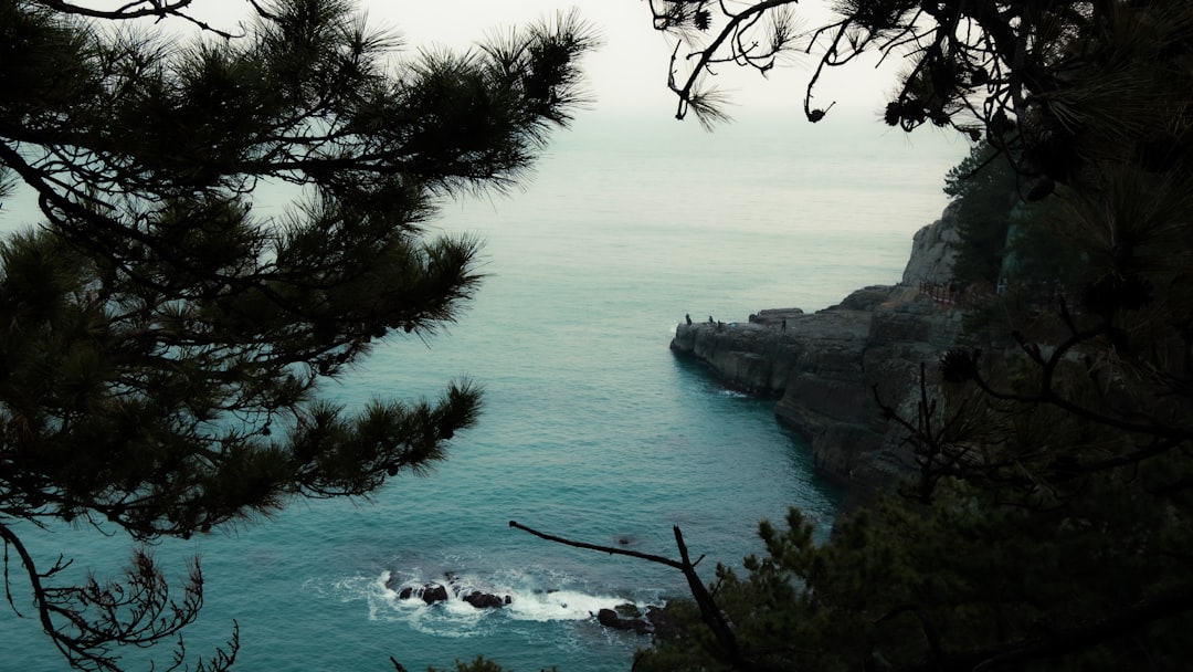 세계에서 가장 오래된 숲 FAQ: 부산에서 떠올린 질문들 - Busan | Secret World Trip Planner
