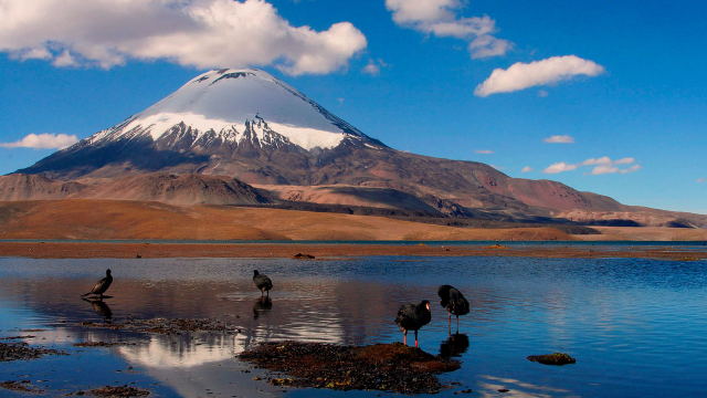 Las Vicuñas nationalreservat | Secret World Trip Planner