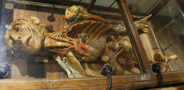 Museum Lilin Anatomi - Cagliari | Secret World Trip Planner