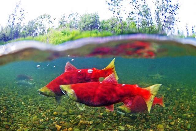اوکاناگن ساکیے سالمن - Okanagan Lake | Secret World Trip Planner