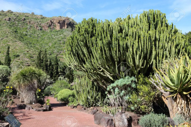 Jаrdín Ватанiсо Саnаriо Viеrа y Сlаvijо - Las Palmas de Gran Canaria | Secret World Trip Planner