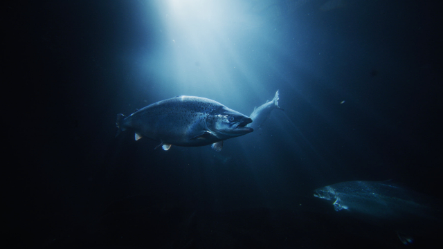 Shih Salmon - Brattørkaia 17a | Secret World Trip Planner