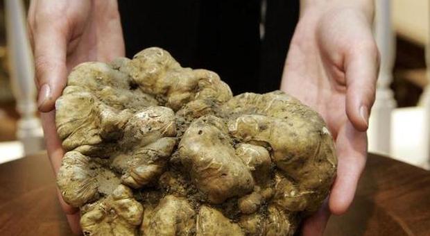 Ceppaloni সাদা truffle - Ceppaloni | Secret World Trip Planner