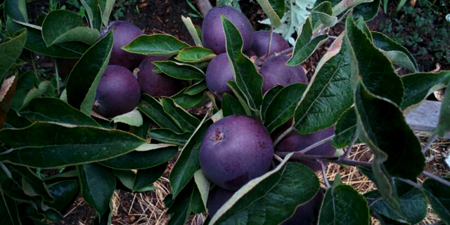 Arkansas zwarte appel - Clarksville | Secret World Trip Planner