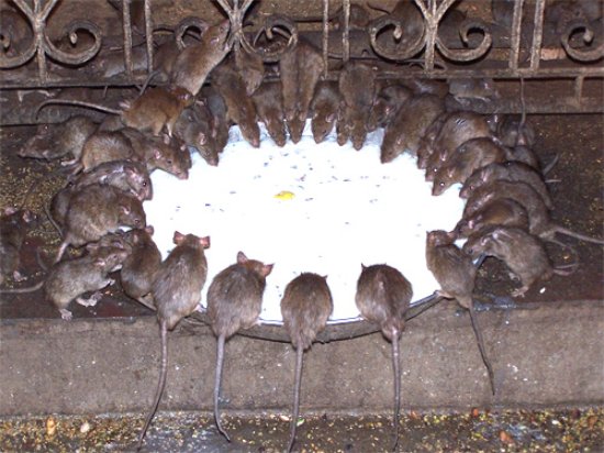 Карни Мата Сүм