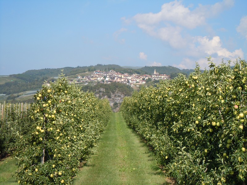 ສວນຫມາກໂປມຂອງ Val di Non