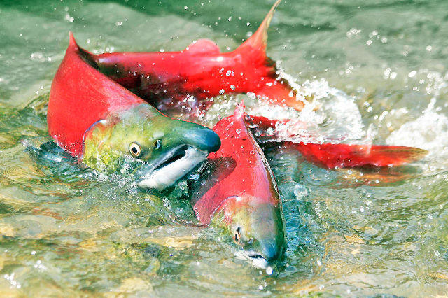 Le saumon rouge de l'Okanagan - Okanagan Lake | Secret World Trip Planner