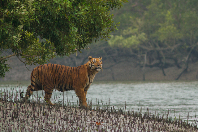 La foresta di riserva di Sundarbans (SRF) | Secret World Trip Planner