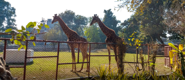 Zoo de Lahore - Lahore | Secret World Trip Planner