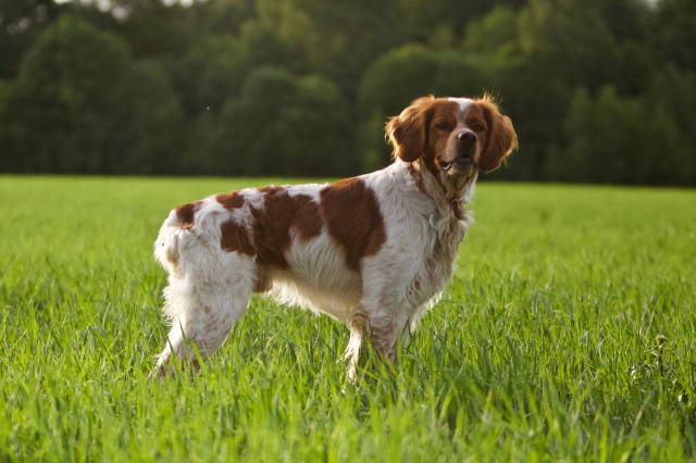 Callac dan spaniel Brittany - Callac | Secret World Trip Planner