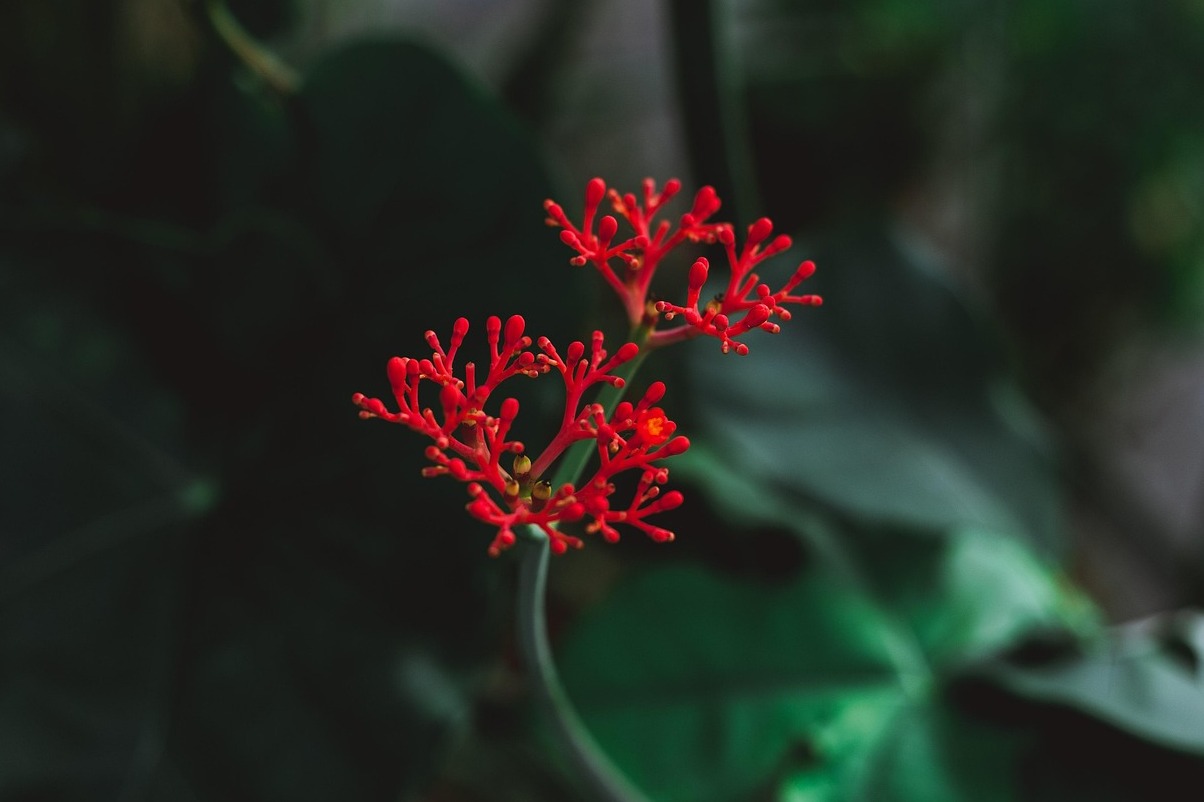 Lalbagh Gairdíní Botanical - Bengaluru | Secret World Trip Planner