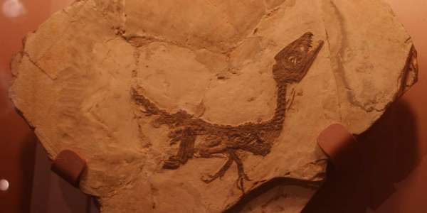 Paleolab Geo-paleontologický park