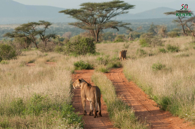Dalle foreste ai deserti: La natura selvaggia color ruggine del Kenya settentrionale - Monte Kenya | Secret World Trip Planner