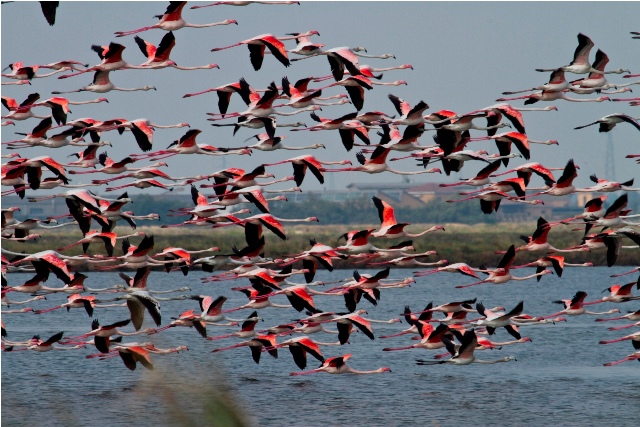 Salina di Cervia သဘာဝဘေးမဲ့တော - 61 | Secret World Trip Planner