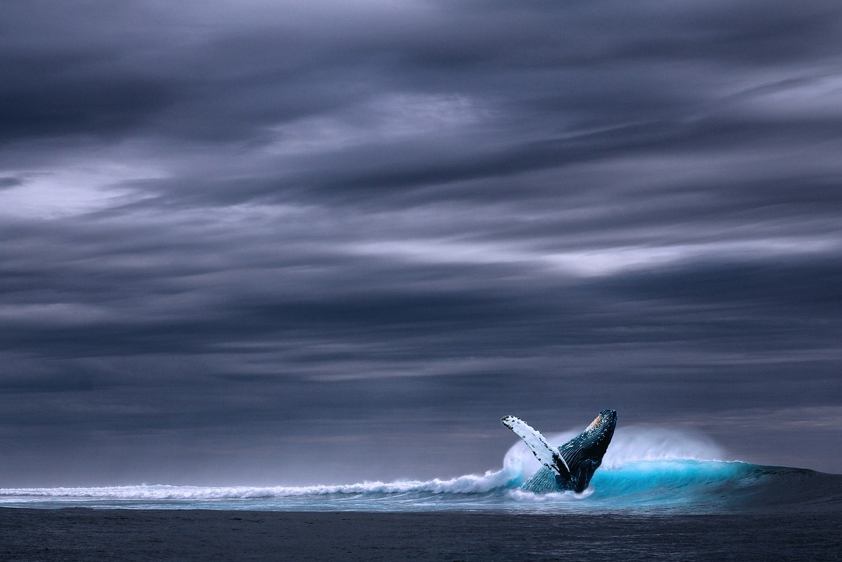 胡萨维克 赏鲸的最佳地点之一 - Húsavík | Secret World Trip Planner