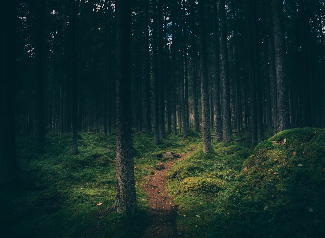 Švedska: Ponoćni Trag (Midnattsol Stigen) - Campingvägen 5 | Secret World Trip Planner