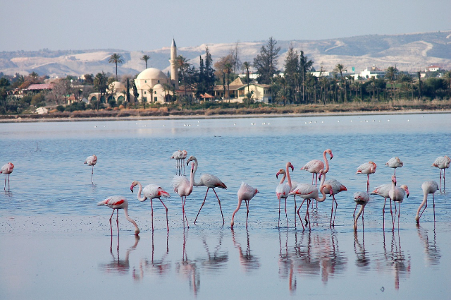 Tasik Masin Larnaca - Larnaca | Secret World Trip Planner