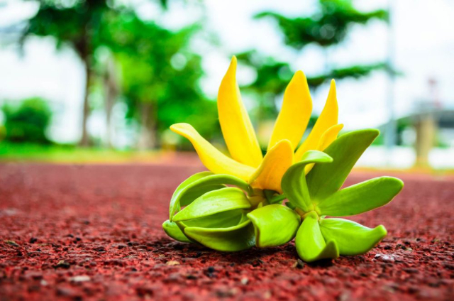 Pati Ylang-ylang - Nosy Be | Secret World Trip Planner