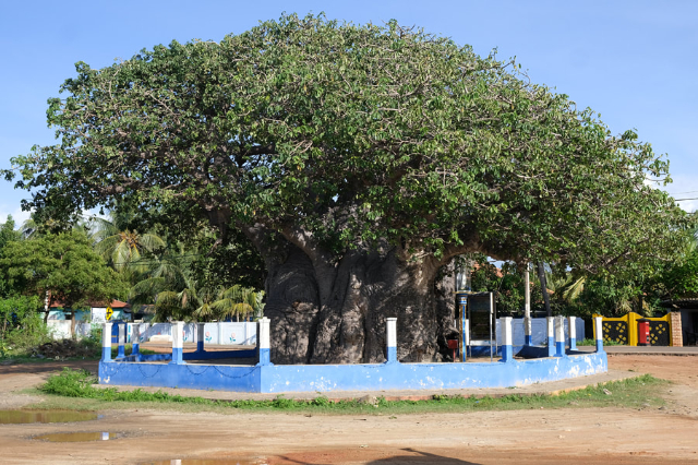 Wit Baobab ing Pallimunai - Mannar | Secret World Trip Planner