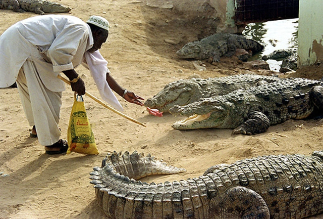 Mangho Pir, house of crocodiles - Karachi | Secret World Trip Planner