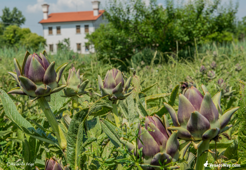Artičoke Sant'erasmo