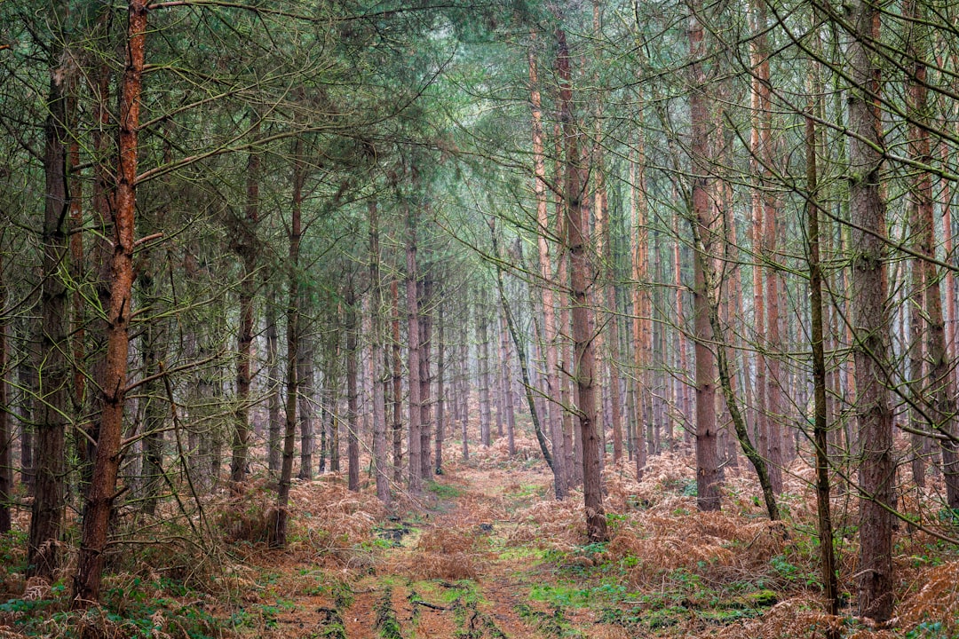 令人惊叹的被遗忘的森林（威尔士) - Borth | Secret World Trip Planner