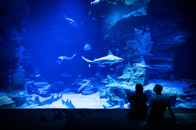 Сайёраи Уқёнуси Ҷаҳон - Montpellier | Secret World Trip Planner