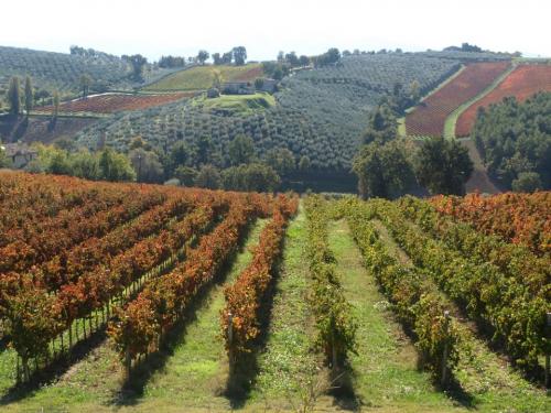 Sagrantino di Montefalco