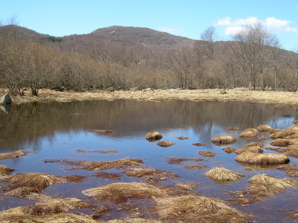 Petit estany en un espai lliure de mesophilic bosc.De probable origen tectònic- - Piampaludo | Secret World Trip Planner