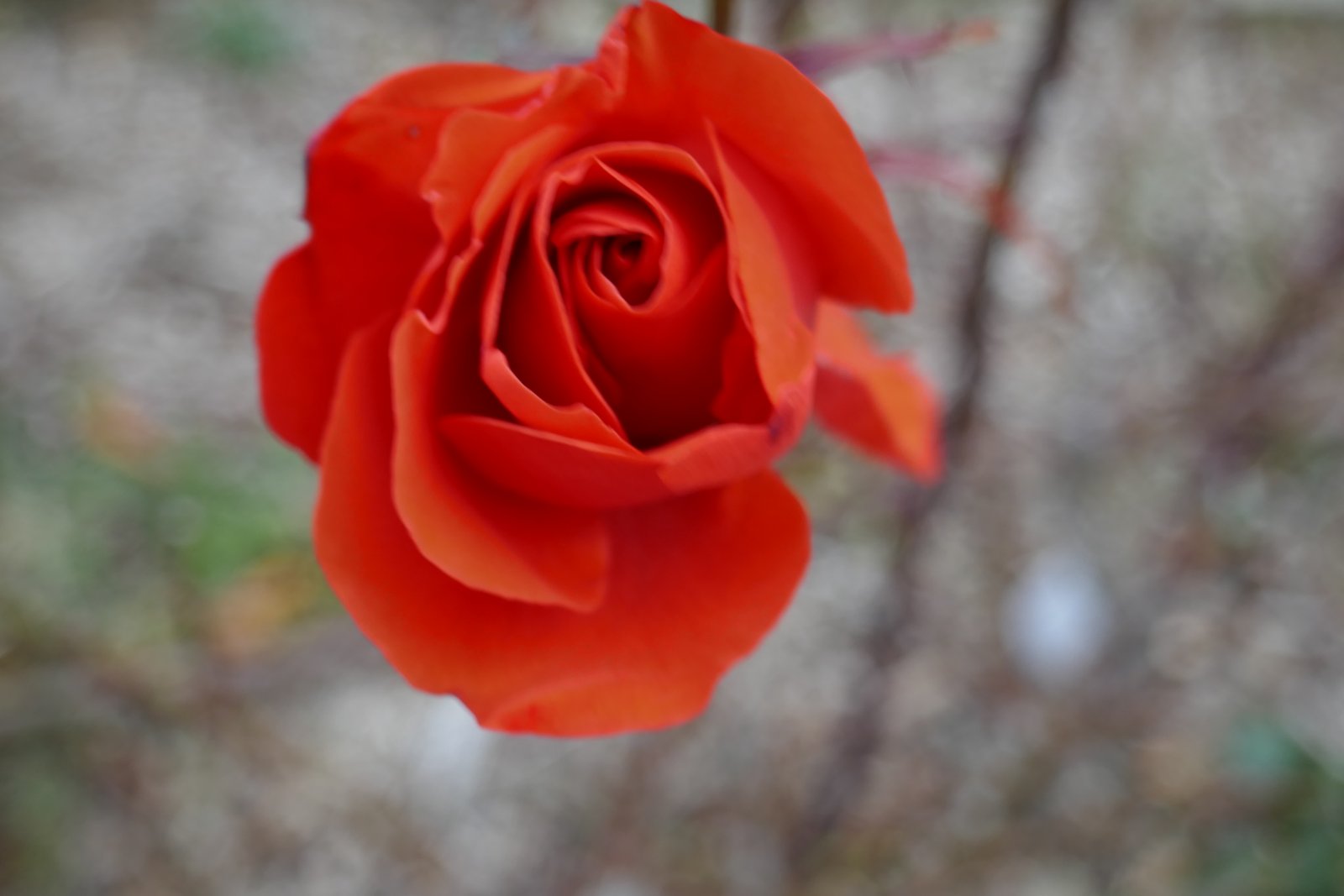 Le bellissime Rose del Parco di San Giovanni - Trieste | Secret World Trip Planner