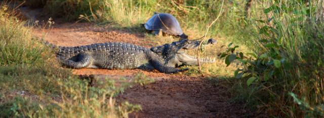 Боғи миллии Вилпатту | Secret World Trip Planner