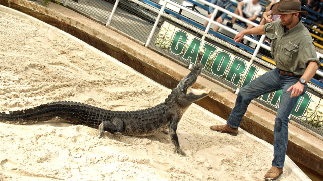 TALIAN ZIP DI GATORLAND - Orlando | Secret World Trip Planner
