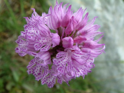 ಸಸ್ಸಾನೊದ ಆರ್ಕಿಡ್‌ಗಳ ಕಣಿವೆ