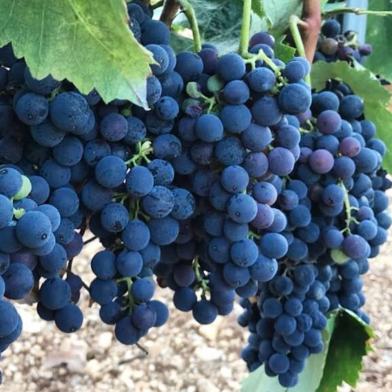 Nero di Troia grape mbalimbali