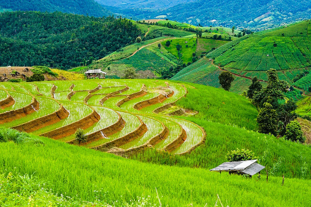 पा पॉंग पिएंग तांदूळ टेरेस - Tambon Chang Khoeng | Secret World Trip Planner