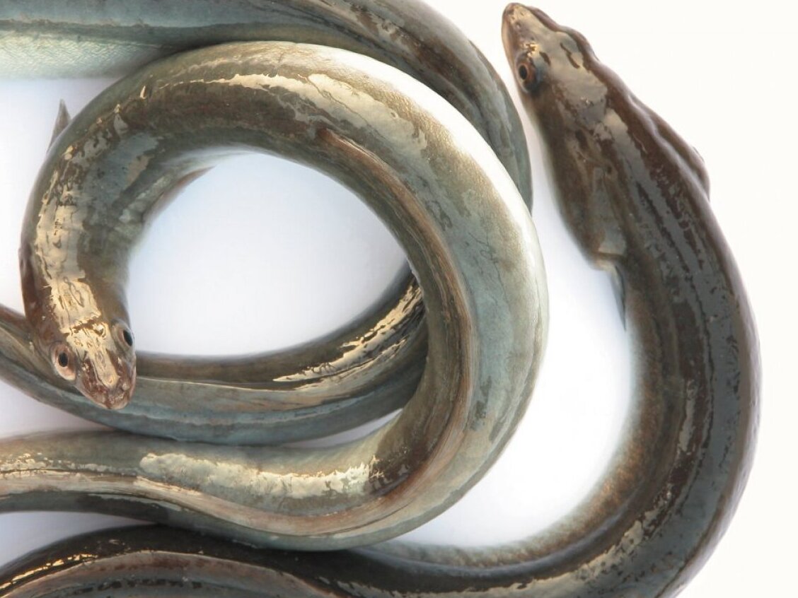 ਹੈ, Eels ਦੇ Comacchio ਵਾਦੀ - Valli Di | Secret World Trip Planner