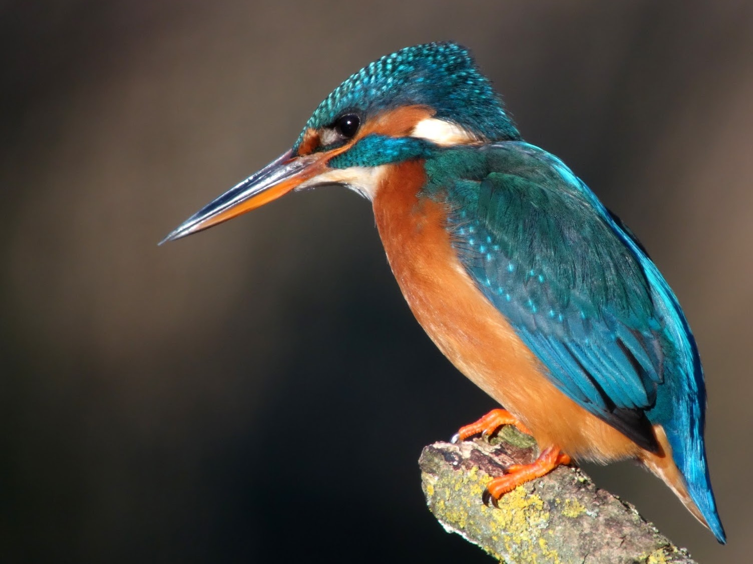 Lothian Island Bird Sanctuary - Lothian Island | Secret World Trip Planner