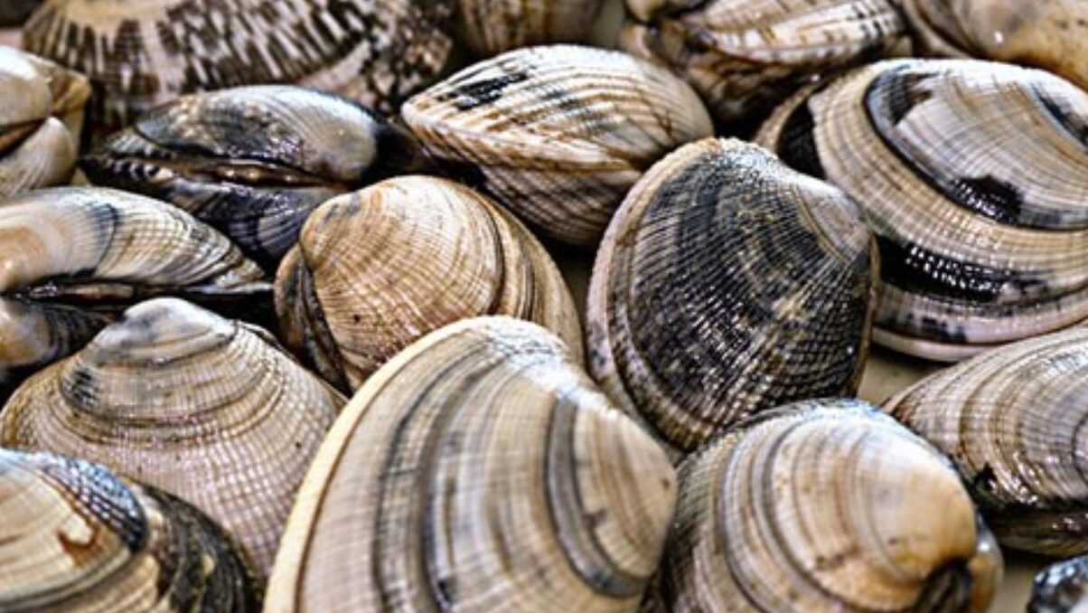 Горо Миди - Goro | Secret World Trip Planner