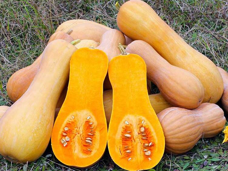 ಪಾದ ಮತ್ತು ಅದರ ಪ್ರಸಿದ್ಧ ಪಿಟೀಲು ಕುಂಬಳಕಾಯಿ - Pontelangorino | Secret World Trip Planner