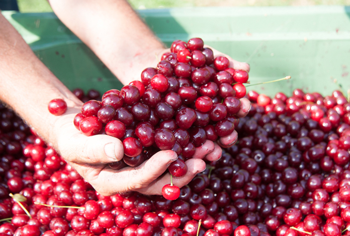 Cherry Jam Brusche di Modena CHZO - Modena | Secret World Trip Planner